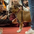 Haustiermesse 2017 - Marxhalle - 26_02_2017 _118 von 203_.jpg