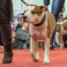 Haustiermesse 2017 - Marxhalle - 26_02_2017 _119 von 203_.jpg