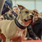 Haustiermesse 2017 - Marxhalle - 26_02_2017 _121 von 203_.jpg