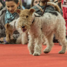 Haustiermesse 2017 - Marxhalle - 26_02_2017 _122 von 203_.jpg