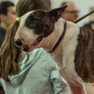 Haustiermesse 2017 - Marxhalle - 26_02_2017 _124 von 203_.jpg
