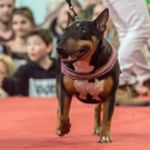 Haustiermesse 2017 - Marxhalle - 26_02_2017 _125 von 203_.jpg