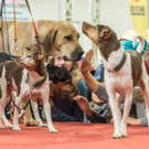 Haustiermesse 2017 - Marxhalle - 26_02_2017 _127 von 203_.jpg