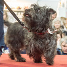 Haustiermesse 2017 - Marxhalle - 26_02_2017 _128 von 203_.jpg