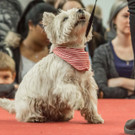 Haustiermesse 2017 - Marxhalle - 26_02_2017 _129 von 203_.jpg