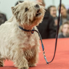 Haustiermesse 2017 - Marxhalle - 26_02_2017 _131 von 203_.jpg