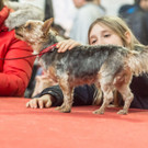 Haustiermesse 2017 - Marxhalle - 26_02_2017 _132 von 203_.jpg