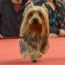 Haustiermesse 2017 - Marxhalle - 26_02_2017 _134 von 203_.jpg
