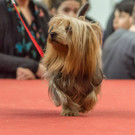 Haustiermesse 2017 - Marxhalle - 26_02_2017 _135 von 203_.jpg