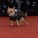 Haustiermesse 2017 - Marxhalle - 26_02_2017 _164 von 203_.jpg