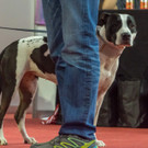 Haustiermesse 2017 - Marxhalle - 26_02_2017 _168 von 203_.jpg