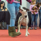 Haustiermesse 2017 - Marxhalle - 26_02_2017 _169 von 203_.jpg