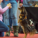 Haustiermesse 2017 - Marxhalle - 26_02_2017 _170 von 203_.jpg