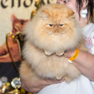 Haustiermesse 2017 - Marxhalle - 26_02_2017 _183 von 203_.jpg