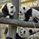 Panda-Zwillinge erkunden erstmals die Außenanlage im Tiergarten Schönbrunn