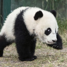 Pandazwillinge_TGS_Zupanc_003.jpg