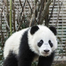 Pandazwillinge_TGS_Zupanc_014.jpg