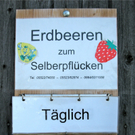 Erdbeeren im Bofel