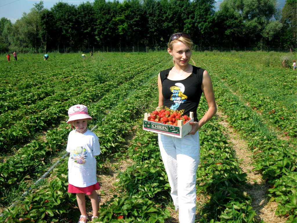 KOE_Erdbeeren pfl__cken_jpg-1278491068