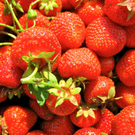KOE_Erdbeeren pfl__cken 2_jpg-1278490680