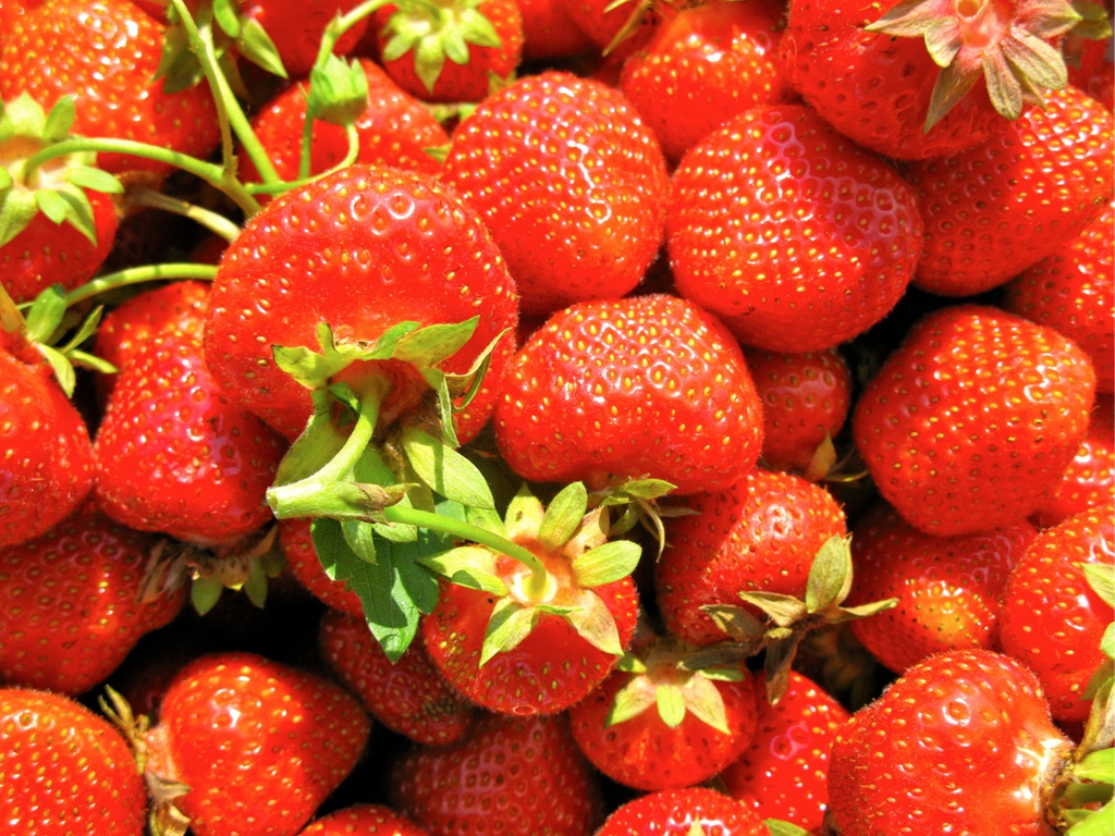 KOE_Erdbeeren pfl__cken 2_jpg-1278490680