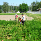 KOE_Erdbeeren pfl__cken 10_jpg-1278490767