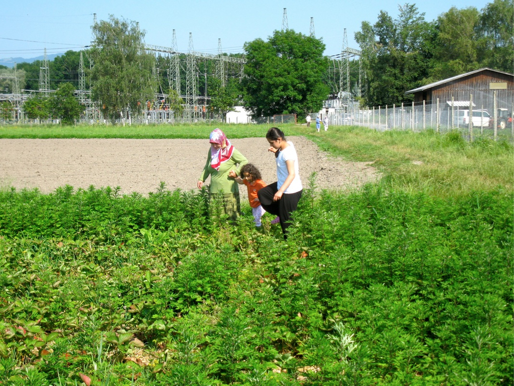 KOE_Erdbeeren pfl__cken 10_jpg-1278490767