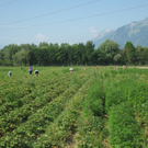 KOE_Erdbeeren pfl__cken 11_jpg-1278490777