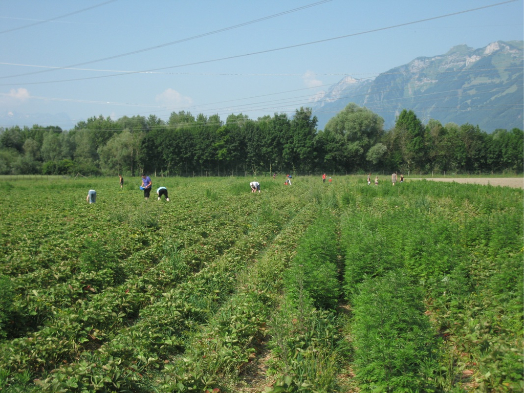 KOE_Erdbeeren pfl__cken 11_jpg-1278490777