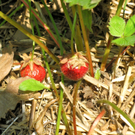 KOE_Erdbeeren pfl__cken 13_jpg-1278490794