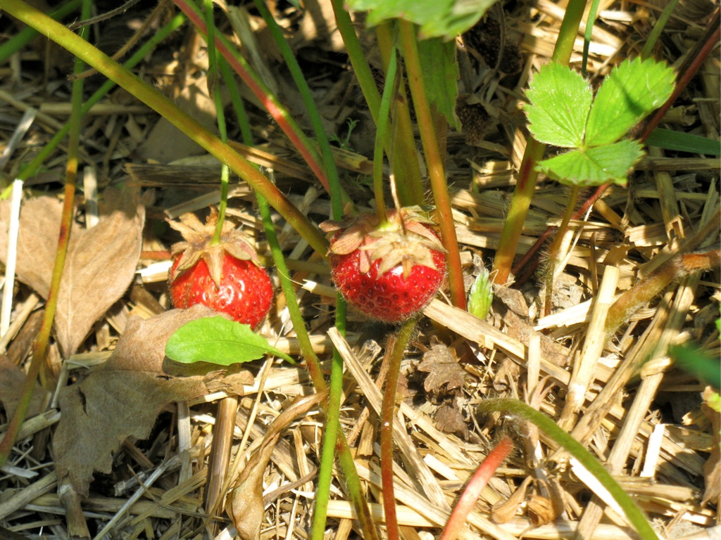 KOE_Erdbeeren pfl__cken 13_jpg-1278490794