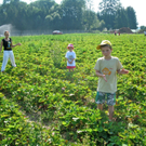 KOE_Erdbeeren pfl__cken 14_jpg-1278490808