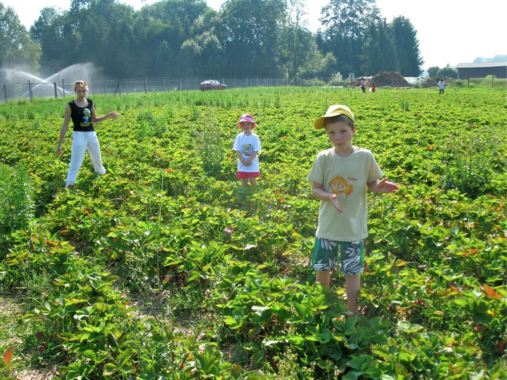 KOE_Erdbeeren pfl__cken 14_jpg-1278490808
