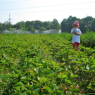 KOE_Erdbeeren pfl__cken 15_jpg-1278490819