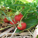 KOE_Erdbeeren pfl__cken 16_jpg-1278490832