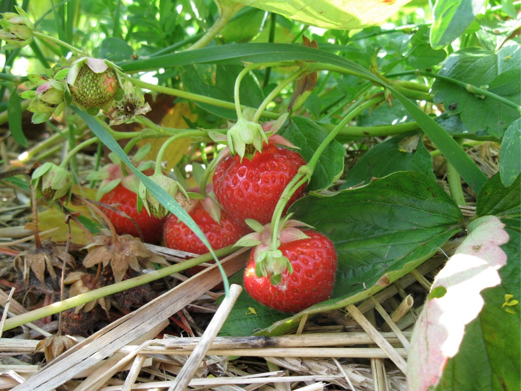 KOE_Erdbeeren pfl__cken 16_jpg-1278490832