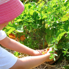 KOE_Erdbeeren pfl__cken 17_jpg-1278490843