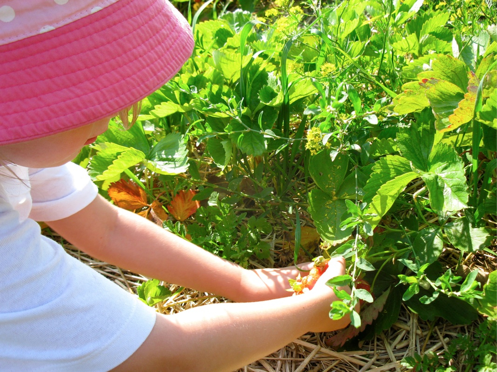 KOE_Erdbeeren pfl__cken 17_jpg-1278490843