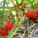 KOE_Erdbeeren pfl__cken 18_jpg-1278490853
