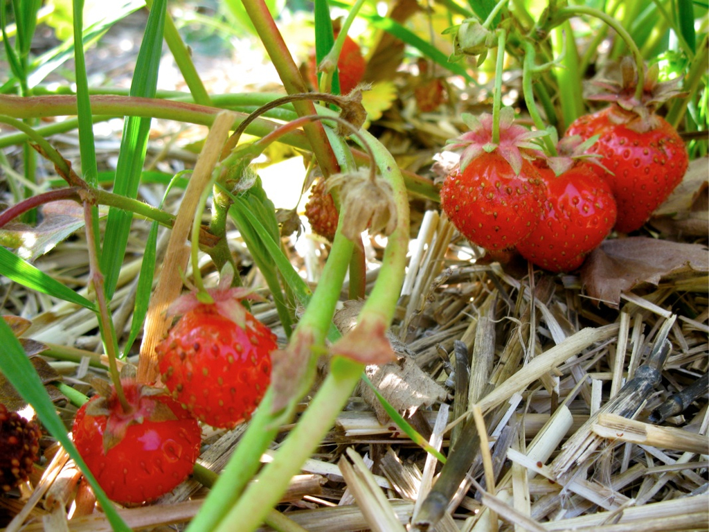 KOE_Erdbeeren pfl__cken 18_jpg-1278490853
