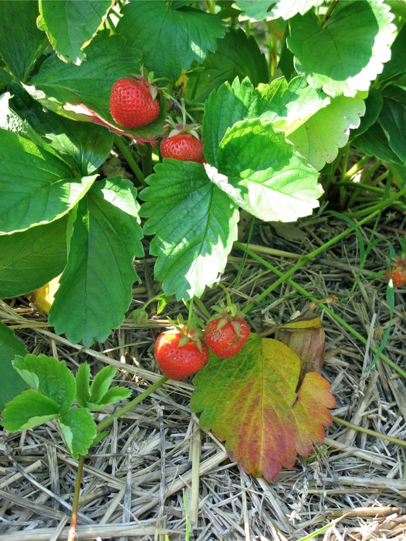 KOE_Erdbeeren pfl__cken 19_jpg-1278490863