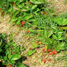 KOE_Erdbeeren pfl__cken 20_jpg-1278490876