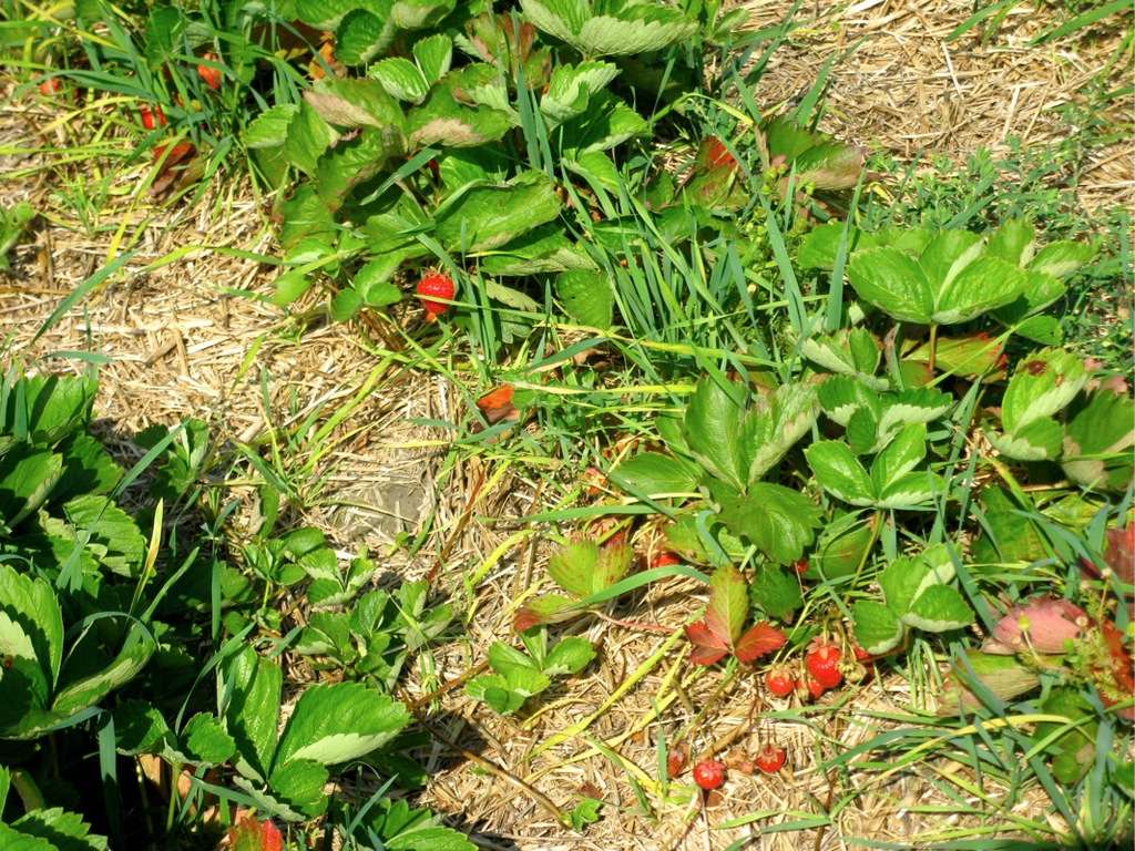 KOE_Erdbeeren pfl__cken 20_jpg-1278490876