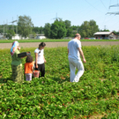 KOE_Erdbeeren pfl__cken 22_jpg-1278490902