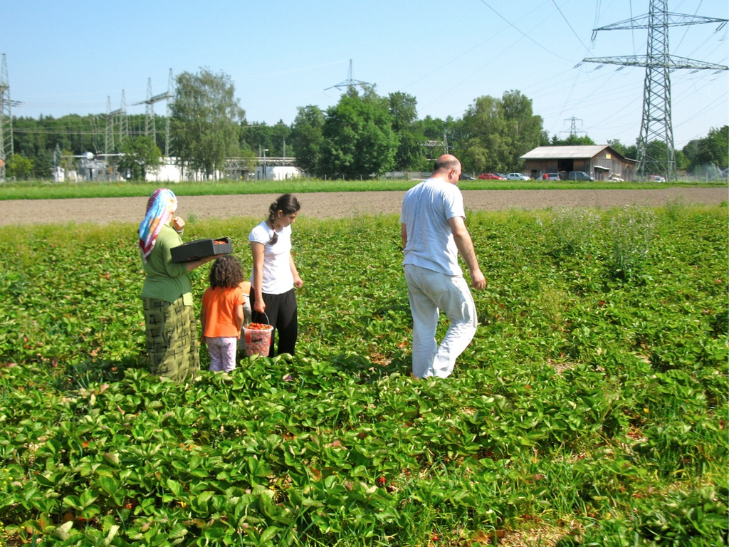 KOE_Erdbeeren pfl__cken 22_jpg-1278490902