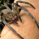 Brasilianische Wanderspinne.jpg