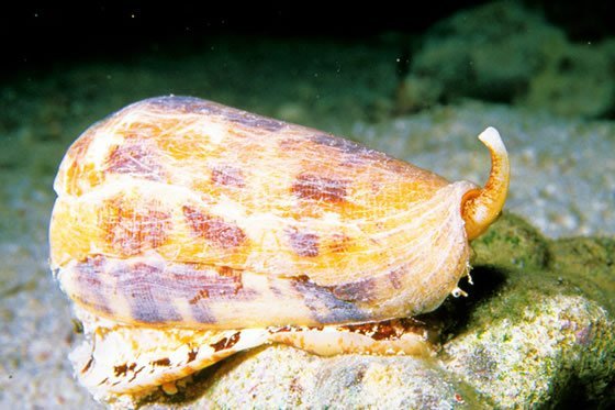 Kegelschnecke.jpg