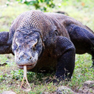 Komodowaran.jpg