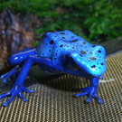 Pfeilgiftfrosch.jpg
