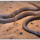 Taipan.jpg